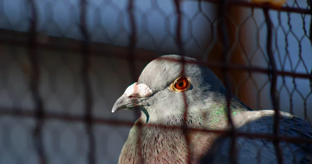 Chinese Pigeon Released After it Was Proven Innocent of Spying by Indian Police