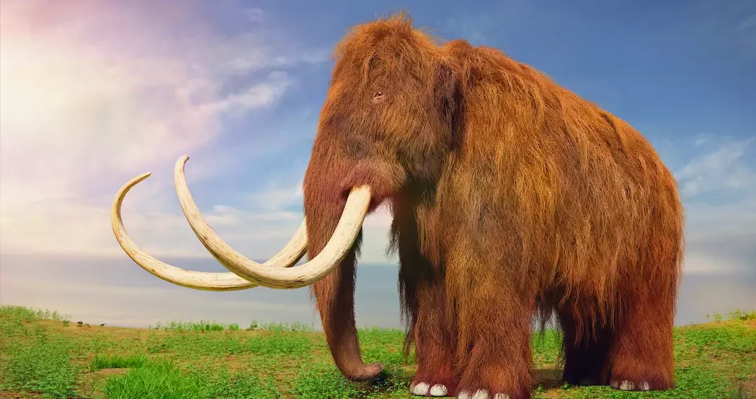 Mammoth Resurrection - Scientists in Quest to Clone the Extinct Giant
